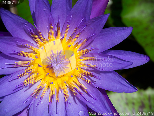 Image of violet water lily