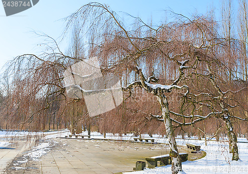 Image of Winter park with birch trees agains the blue sky