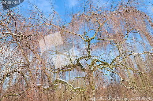 Image of Wintry birch tree against blue sky