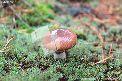 Image of mushroom in the moss