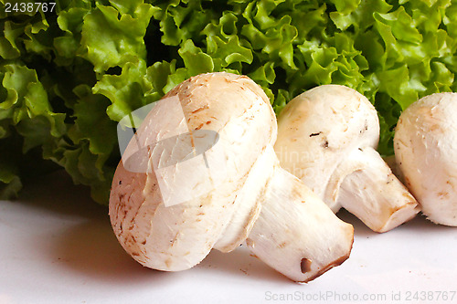 Image of agaric and lettuce ready for the cooking