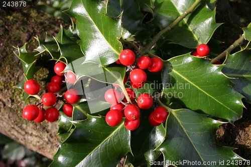 Image of Wild Holly