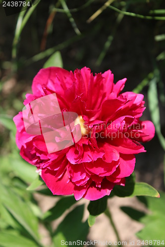 Image of red flower of peony