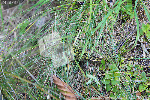 Image of green lizard creeping in the green grass