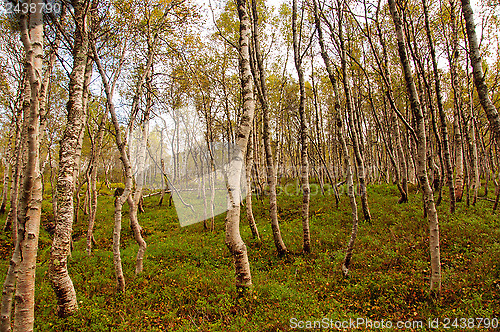 Image of Forest floor