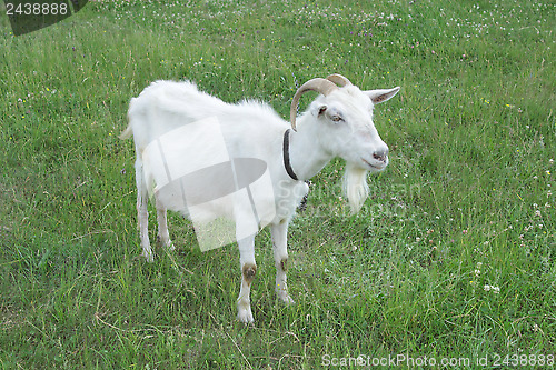 Image of Goat standing on the pasture