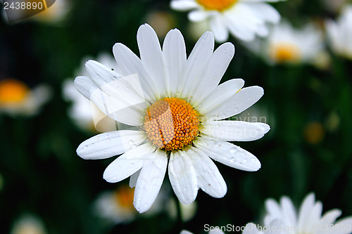 Image of chamomiles on the flower bed