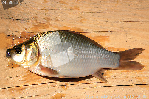 Image of caught big white crucian