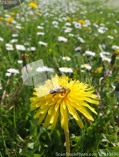 Image of Bee on a yellow flower