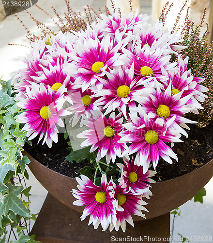 Image of Pink chrysanthemums in a pot