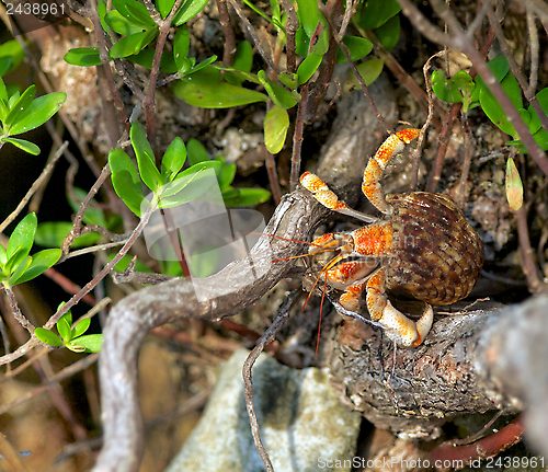 Image of Orange Crab