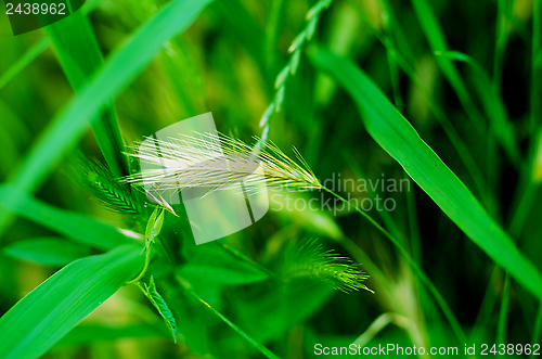 Image of Green Grass Background