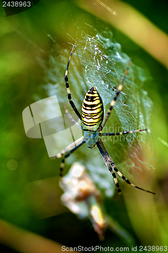 Image of Danger Spider