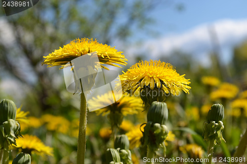 Image of dandelions