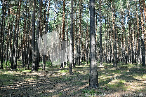 Image of pine wood in the summer