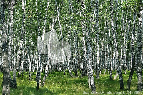 Image of birch wood in the summer