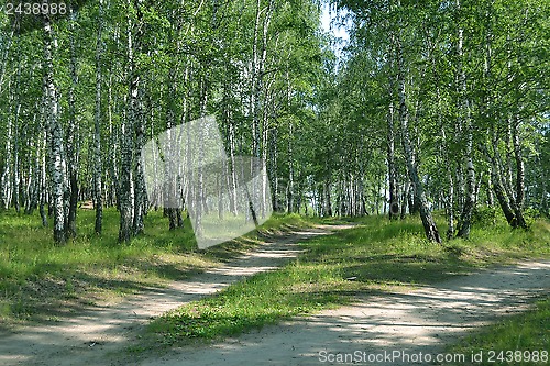 Image of footpath in the summer birch wood