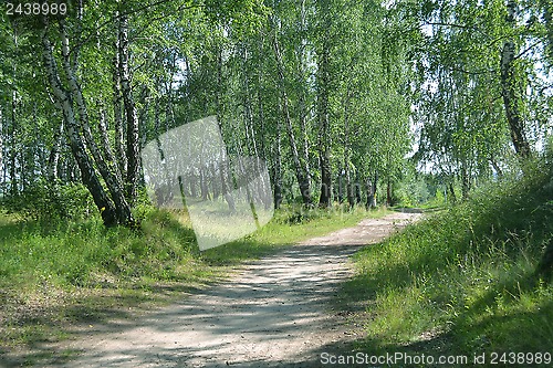 Image of footpath in the summer birch wood