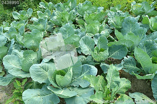 Image of cabbage in a kitchen garden