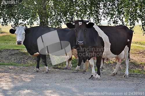 Image of Two cows stand near the road