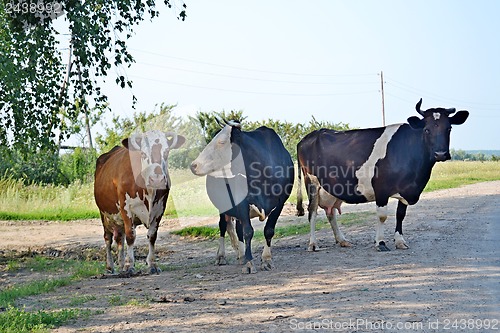 Image of Three cows stand near the road