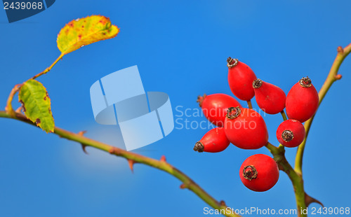 Image of Rose hips from the bushes