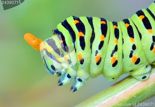 Image of papilio machaon caterpillar