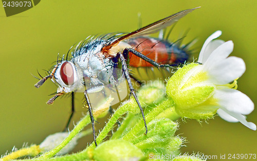 Image of macro fly portrait