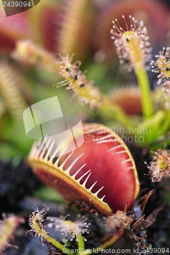 Image of Carnivorous venus fly traps and sundews