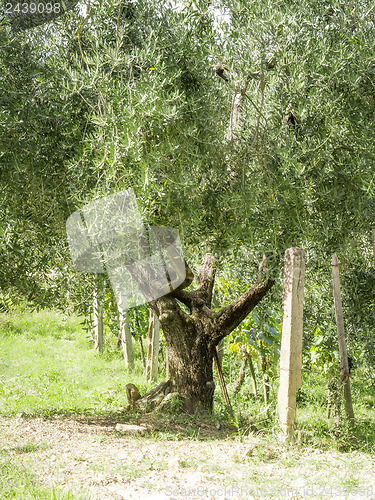 Image of Olive trees
