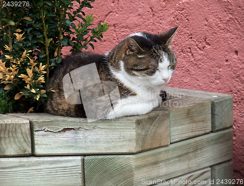 Image of resting cat