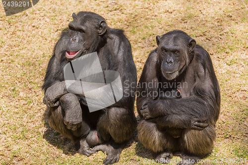 Image of Two chimps