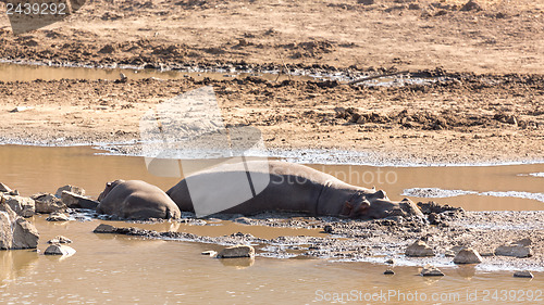 Image of Mudding hippos