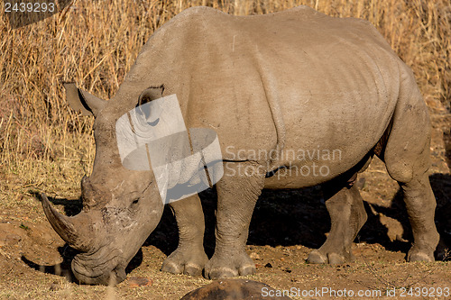 Image of A rhino grazing