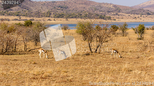 Image of Springbok