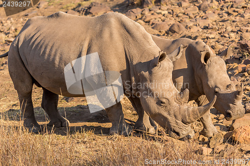 Image of Rhinos grazing