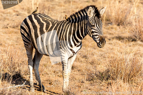 Image of Zebra