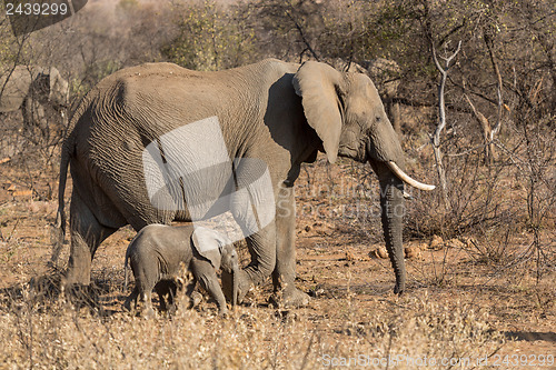 Image of Mother and baby elephants