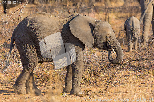 Image of Young Elephant in the wild