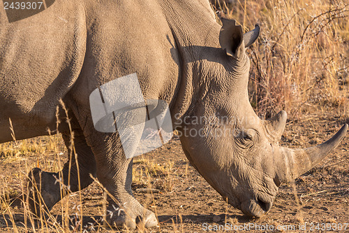 Image of A rhino grazing