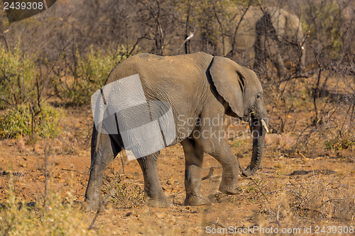 Image of Young Elephant in the wild