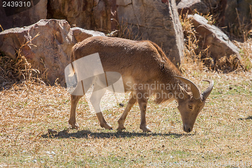 Image of Barbary Sheep