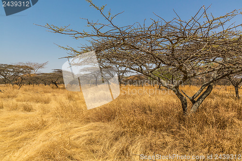 Image of Acacia tree