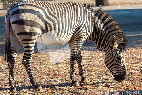 Image of Zebra