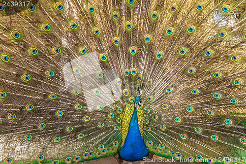 Image of Peacock