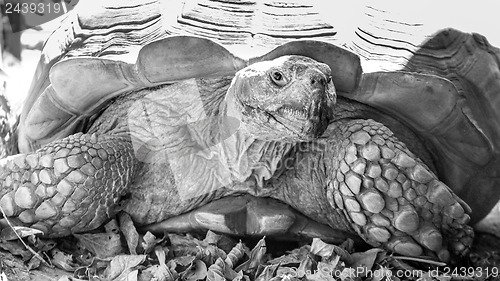 Image of Sulcata Tortoise