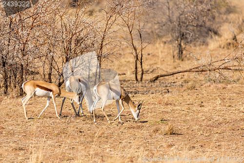 Image of Springbok