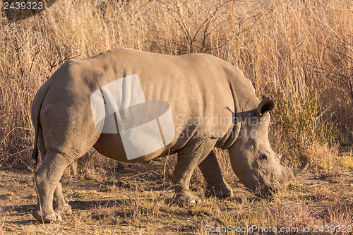 Image of A rhino grazing
