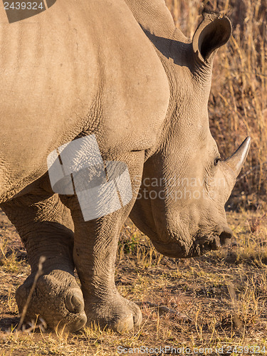 Image of A rhino grazing