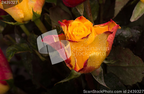 Image of Rose